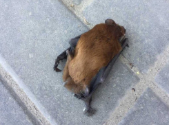 В Ростове горожанина укусило летающее рукокрылое чудовище