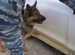 Служебная овчарка «сдала» ростовчанина-курьера с 5 кг «соли» под Липецком