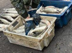 В Ростовской области задержали браконьера с уловом на 2 млн рублей