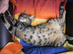 «Тише, начальник спит»: сколько работающих ростовчан мечтает наконец выспаться