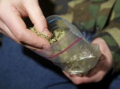 Свертки с марихуаной хранил в теплице мужчина из Ростовской области