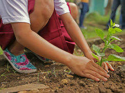 Спасти погибающие деревья города интересным способом предложил обеспокоенный ростовчанин