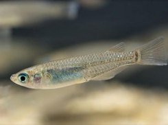 В водоемах Ростовской области обнаружили новую китайскую рыбу