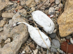 В Таганроге по неизвестным причинам начали массово гибнуть птицы 
