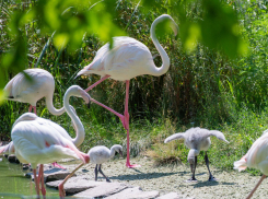 В зоопарке Ростова-на-Дону на свет появились четыре птенца розовых фламинго