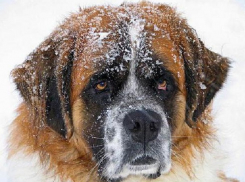 Озлобленный сенбернар с яркой зооагрессией растерзал домашних собак в Ростове