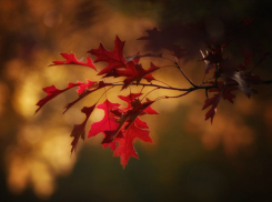 Облачно и холодно: какая погода ждет ростовчан в понедельник, 7 октября