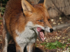 В Ростовской области участились случаи бешенства среди диких животных