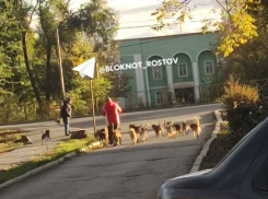 Бродячие собаки «терроризируют» детей и взрослых на улицах Ростовской области