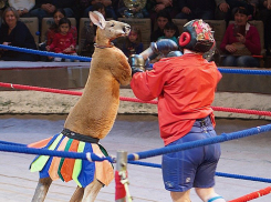 Беспощадный кенгуру нокаутировал артистов цирка в Ростове