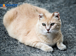 Пять случаев бешенства у животных выявили в Ростовской области за полгода