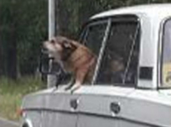 Облаявший водителей в пробке грозный «пассажир» легковушки рассмешил жителей Ростова