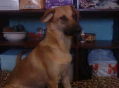 Рыжая красавица Лада испугалась новогоднего салюта в Ростове и исчезла