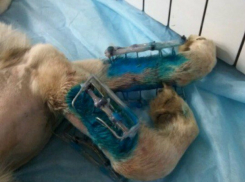 Пережившему кучу несчастий псу Фрэнку начали искать новый дом в Ростове