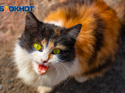 В Ростове в воскресенье потеплеет до +32 градусов