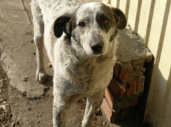 Отстреливающий лающих по вечерам во дворах собак тихий снайпер разделил ростовчан на два лагеря