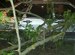 Большое дерево рухнуло на машины во дворе жилого дома в Ростове