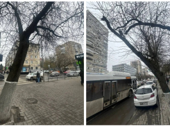 В центре Ростова на Ворошиловском спилят почти 60 аварийных деревьев