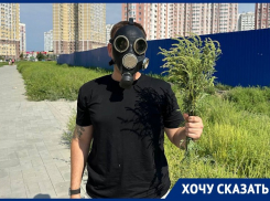 «Власти считают нас сорняком?»: ростовчане пожаловались на огромные заросли амброзии в городе