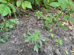 В Ростовской области мужчину задержали за выращивание 26 кустов конопли 