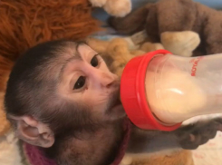 Очаровательная мартышка Жоржетта кушает кашку и возмущается, если отобрать бутылочку в Ростове