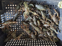 Раки в Ростовской области увеличились в размерах в 2022 году