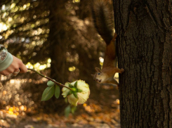 Теплом и безоблачным небом побалует погода ростовчан в воскресенье