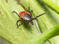 «Вцепился, как клещ»: кто в Ростовской области мечтает залезть к вам в штаны
