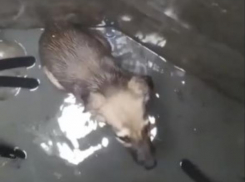 Житель Ростова бросился в колодец за тонувшим бездомным щенком