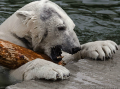 Жуткие изменения произошли с белой медведицей в ростовском зоопарке