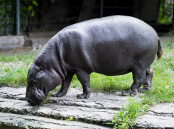 Уникальному бегемоту из США удалось пережить своих сородичей в Ростове