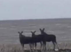 Семью лосей на пробежке вдоль трассы сняли ростовчане на видео