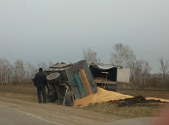 «Голубиное счастье» в перевернувшемся грузовике обнаружили сельчане в Ростовской области