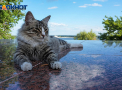 В ветклиниках Ростовской области пройдет день льготной стерилизации животных