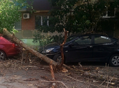 Упавшее огромное дерево разбило две иномарки в Ростове-на-Дону
