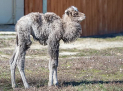 Ребенок размером со взрослого человека: как изменилась верблюжонок Дымка за три месяца после рождения 