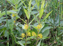 Жители Ростовской области могут встретить наумбургию кистецветную: что это?