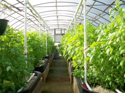 Тепличный комбинат «Ростовский» продали с шестой попытки