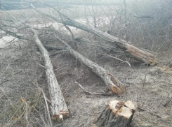 Жители хутора Веселый массово рубят деревья, чтобы помешать размещению экокомплекса