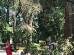 Огромная ветка обрушилась на гуляющую в парке с детьми женщину под Ростовом