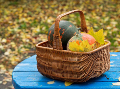 Огород зовет: какие удобрения ростовчанам использовать осенью