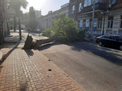 Глава администрации Ростова пожаловался на горожан, которые мешают уничтожать деревья