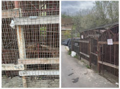 В Ростове владельца зверинца будут судить за жестокое обращение с бурыми медведями 