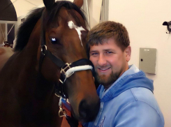 В Ростове отдохнул выкупленный за 18 тысяч долларов у украинских спецслужб жеребец Кадырова