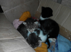 Крошечных плачущих сироток разлучили с мамой жестокие жители Ростова