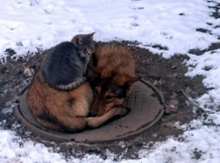 Спасшие друг друга от холода кот и собака вызвали умиление у ростовчан