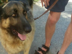 Живодеры на скорости протащили по дороге привязанную к машине овчарку в Ростовской области