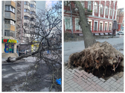 Вырванные с корнем деревья, подтопления и отключения электричества: в Ростовской области бушует ураган