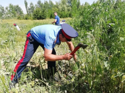 Донские казаки не смогли найти в Ростове дикорастущую коноплю
