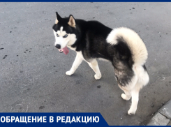 Ростовчанку возмутили безответственные хозяева собак